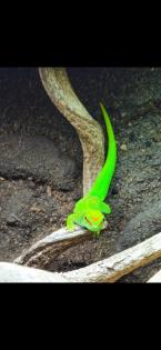 Madagaskar Taggecko inkl. Terrarium