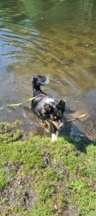 Liebevoll bezahlbar Hundebetreuung Gassi service mit Herz Erfahrung