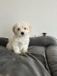 Maltipoo F1b Welpen