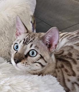 Bengal Katzen, weiblich, in liebevolle Hände abzugeben