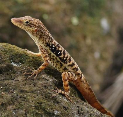 Anolis marmoratus, bimaculatus, wattsi, oculatus, desiradei, terraealtae und and