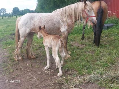 Irish Cob, Tinker, Gypsy Cob. Hengst
