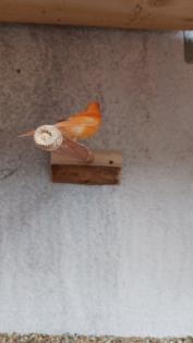 Kannarienvögel intensiv rot und Mosaik