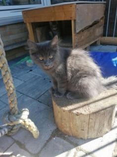 Main Coon Kitten suchen liebevolles Zuhause