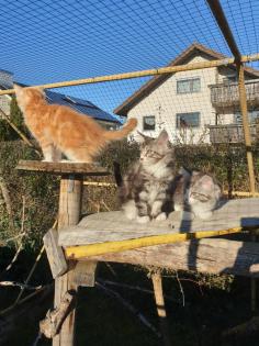 Prächtige Maine Coon Kitten