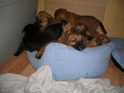 Golden Retriever Mix Welpen