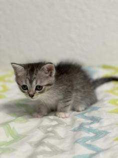 Türkische Angora Kitten suchen liebevolles Zuhause