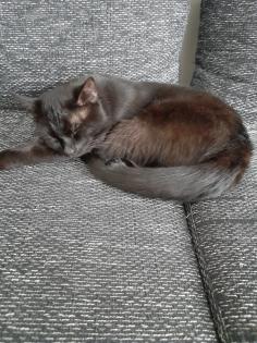 Maine Coone BKH Mix Kitten