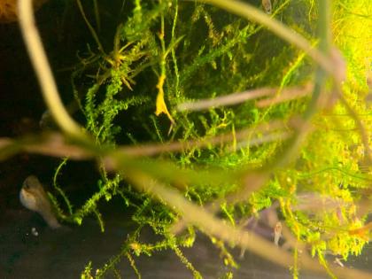 Poecilia wingei Guppy Campoma Wildform Endler Guppy