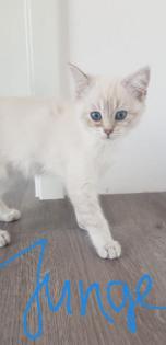BKH KITTEN REINRASSIG SOFORT ABHOLBEREIT