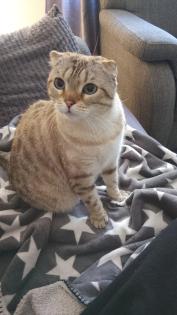 Scottish Fold, 4 Jahre alt und kastriert
