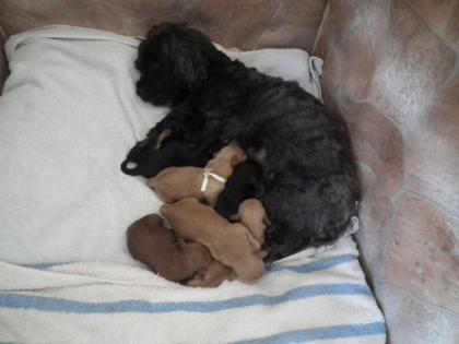 Yorki-Poo Edelmix-Welpen