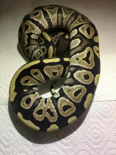 Königspython Python Regius