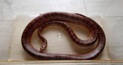 2 Kornnattern inkl. Terrarium und Zubehör