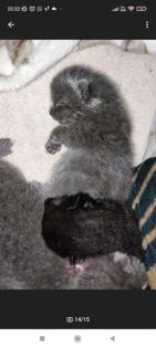 Wunderschöne Bkh kitten suchen neue Dosenöffner