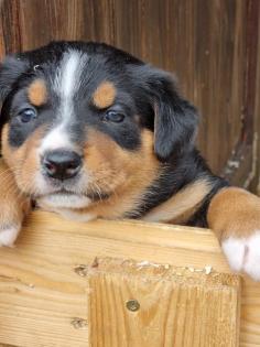 Welpen Appenzeller Sennenhund