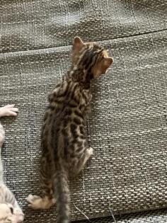 Bengal kitten Brown Snow