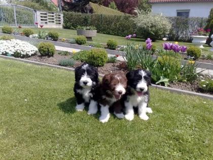 Bearded Collie Welpen, 9 Wochen alt, zu verkaufen