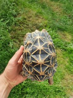 1. 2 Geochelone elegans adult Zuchtgruppe