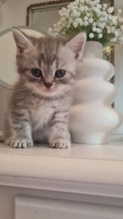Bkh kitten / Tabby