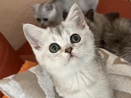 BKH silver shaded Kitten