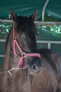 Reitbeteiligung gesucht Pferd sucht Reiter