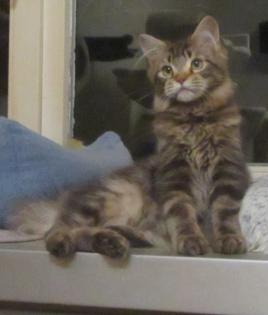 Maine Coon Kätzin - Tabby