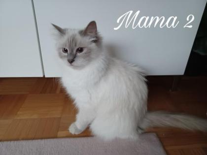 Heilige Birma Kitten