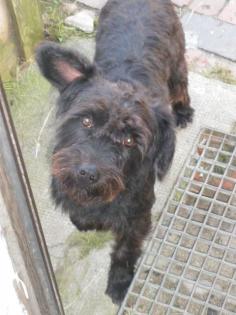 Schnauzermix Lumpi sucht dringend ein zu Hause