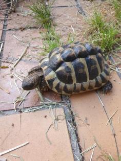 Griechische Landschildkröte