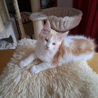 Zuckersüß Maine Coon Kitten MIT Stammbaum