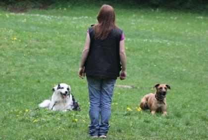 Hundetraining, einzel und gruppenunterricht, welenstunde, sozialisierung, themenabe