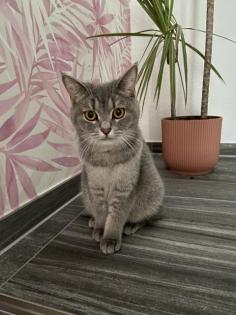 BKH Katze