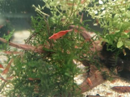 Red Fire Garnelen