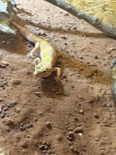 Leopard geckos mit terrarium und zubehör