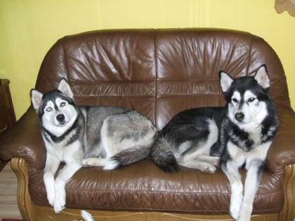 5 reinrassige siberische Husky-Welpen