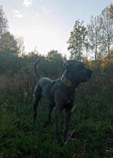 Cane Corso Mix