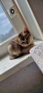 BKH Kitten suchen ein liebevolles neues Zuhause