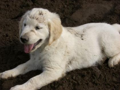 Golden Retriever Welpe