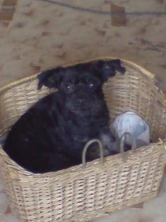 Hallo ich bin die kleine Püppi sie ist 1 Jahr alt