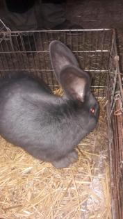 Stallhasen ab 8 Euro