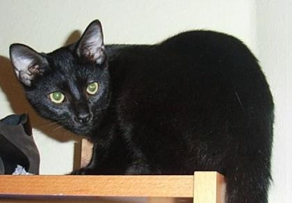 AUFRUF NOTFALL Schwarze Katze entlaufen