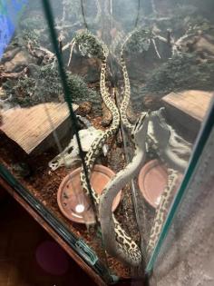 Teppichpython Jaguar - Morelia Spilota