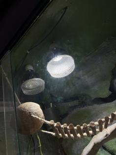Terrarium und Kronengecko mit komplettem Zubehör