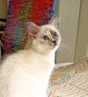 Heilige Birma Kitten blue Tortie
