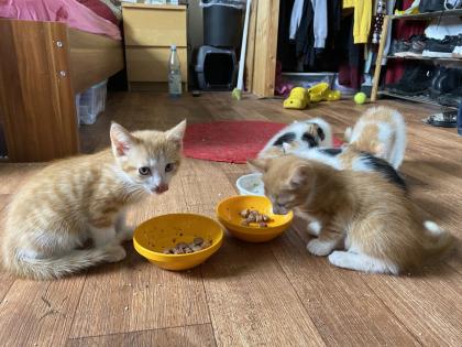 Rote Kater Glückskatze - stubenreine, menschenbezogene Katzenbabys