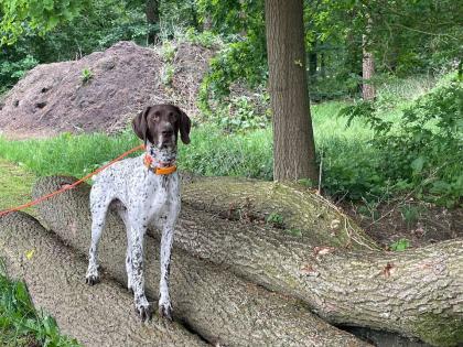 Jagdhund Deutsch Kurzhaar Rüde
