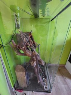 Kornnattern inkl. Terrarium
