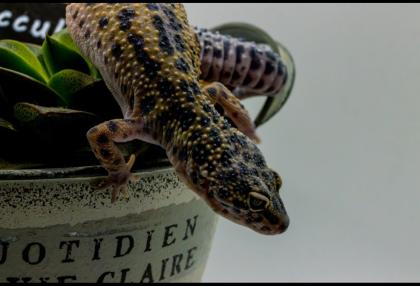 Leopardgecko 1. 13. 16