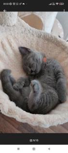 Wunderschöne Bkh kitten suchen neue Dosenöffner